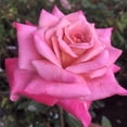 thumbnail image 1 of Heirloom Roses Rose Bush - Muzi-Lucia Hybrid Tea , Live Rose Plant, 1 of 2
