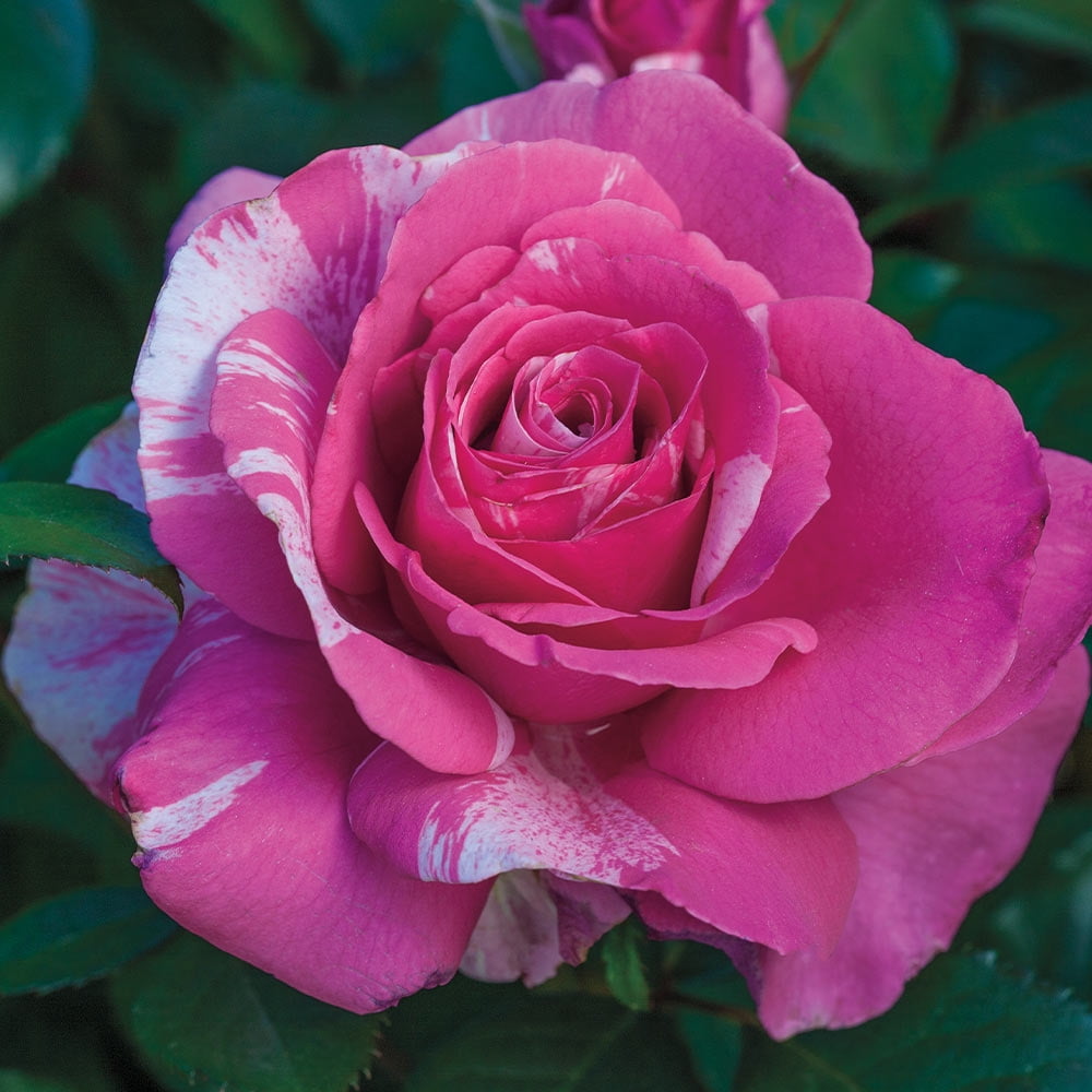 Heirloom Roses Real Garden Fragrant Rose Bush - Parade Day