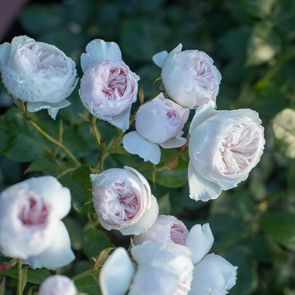 Heirloom Roses Rose Bush - The Parfuma Earth Angel Floribunda Plant , Live Fragrant Plants For Outdoors , Pink Own Root Bushes For Planting , One Gallon Potted Outdoor Flowers