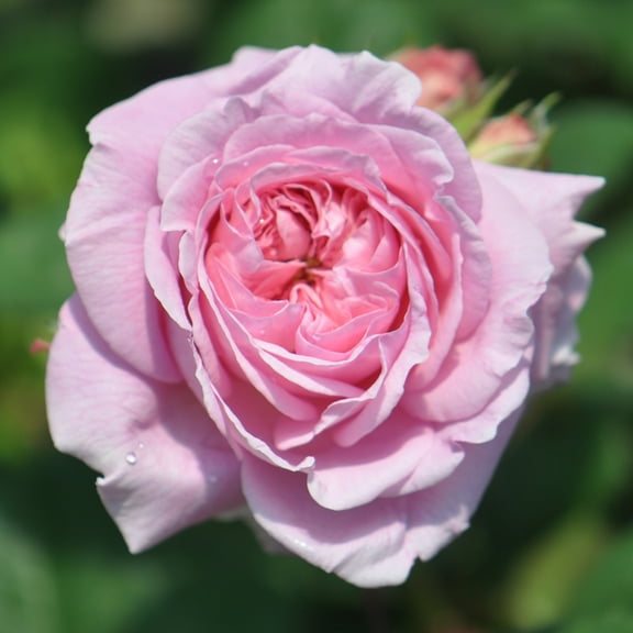 Heirloom Roses Rose Bush - Parfuma Summer Romance Floribunda , Live Rose Plant