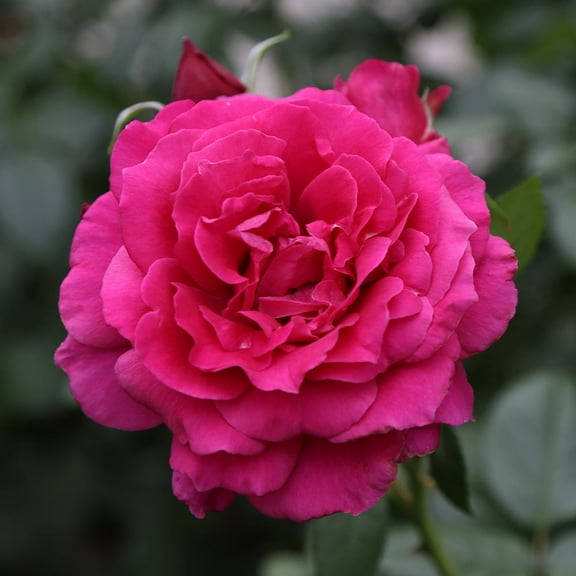 Heirloom Roses Rose Bush - Pretty Lady Rose Hybrid Tea , Live Rose Plant