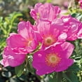 thumbnail image 1 of Heirloom Roses Rose Bush - Raspberry Rugostar® Rugosa , Live Rose Plant, 1 of 3