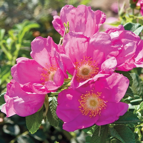 Heirloom Roses Rose Bush - Raspberry Rugostar Rugosa , Live Rose Plant