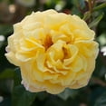 thumbnail image 1 of Heirloom Roses Rose Bush - Rugelda Rugosa , Yellow Live Rose Plant, 1 of 3
