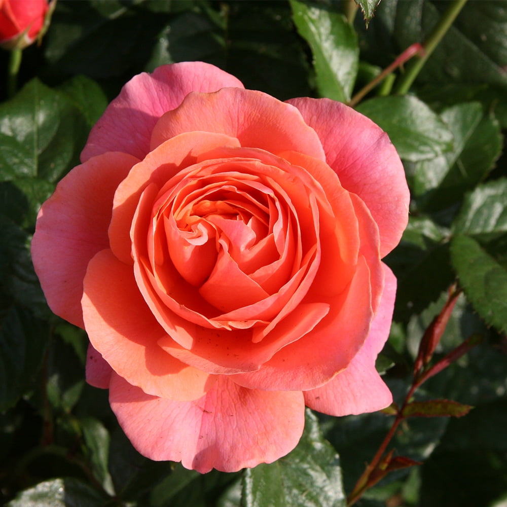 Heirloom Roses Rose Bush - Safari™ Shrub , Live Rose Plant