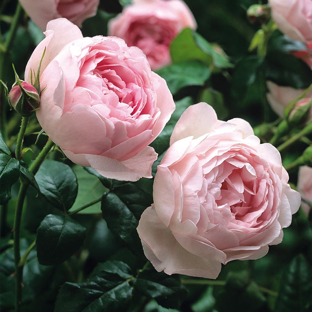 Heirloom Roses Rose Bush - Scepter'd Isle® David Austin , Live