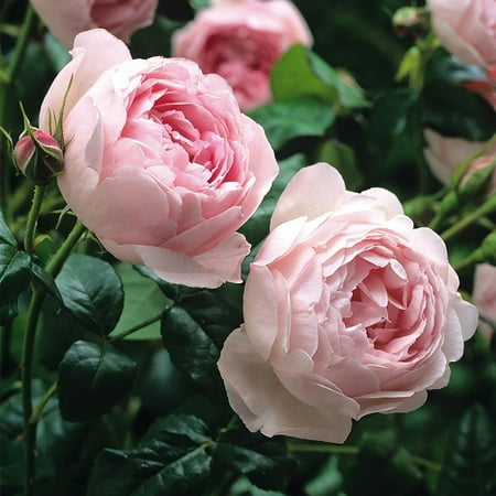 Heirloom Roses Rose Bush - Scepter'd Isle® David Austin , Live Rose Plant
