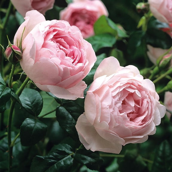 Heirloom Roses Rose Bush - Scepter'd Isle David Austin , Live Rose Plant