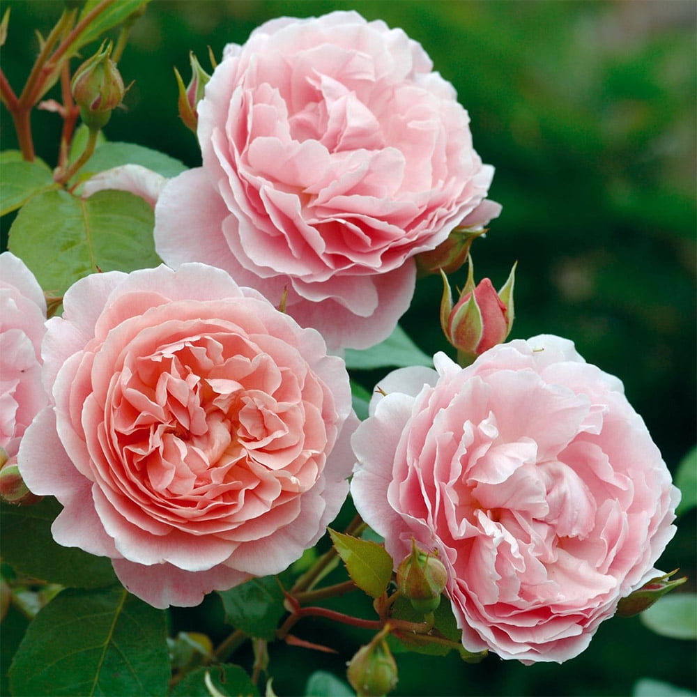 Heirloom Roses Rose Bush - The Strawberry Hill® David Austin Plant , Live Fragrant Plants For Outdoors , Pink Own Root Bushes For Planting , One Gallon Potted Outdoor Flowers