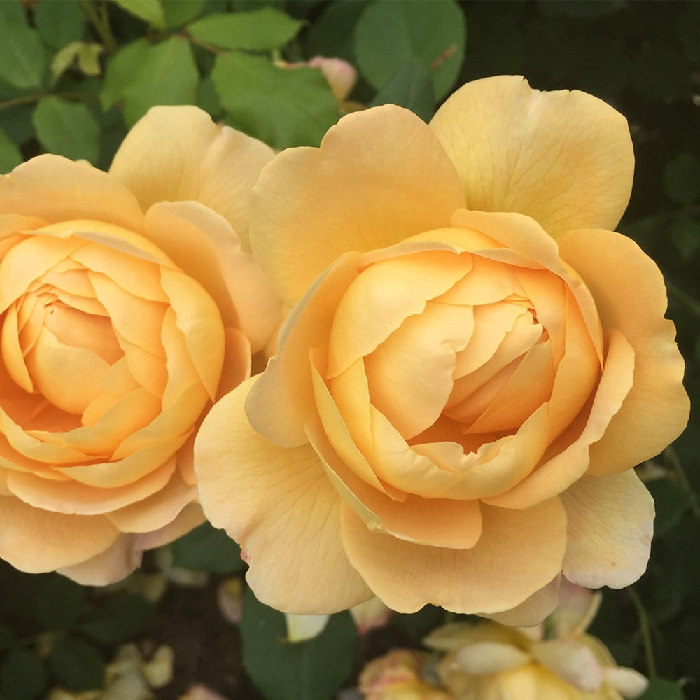 Heirloom Roses Golden Celebration David Austin Plant Delivered in One