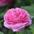 thumbnail image 1 of Heirloom Roses 5' Pink Rose Live Plants, 1 of 2