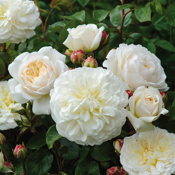 Heirloom Roses Rose Bush - Tranquillity David Austin Live Plant, White Roses For Planting