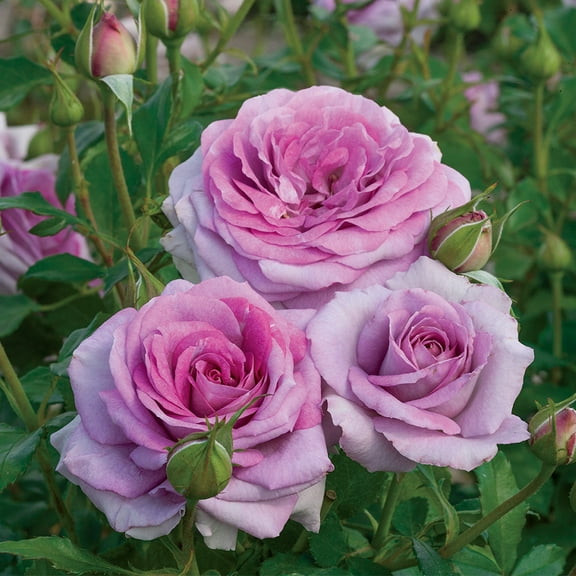 Heirloom Roses Rose Bush - Violet's Pride⢠Live Floribunda , Purple Rose Plant