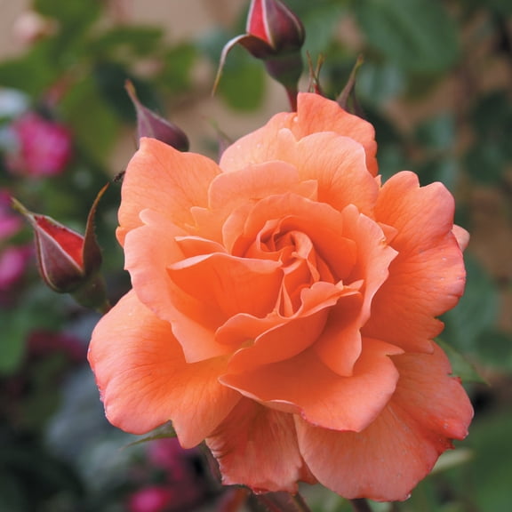 Heirloom Roses Rose Bush - Westerland Shrub , Live Rose Plant