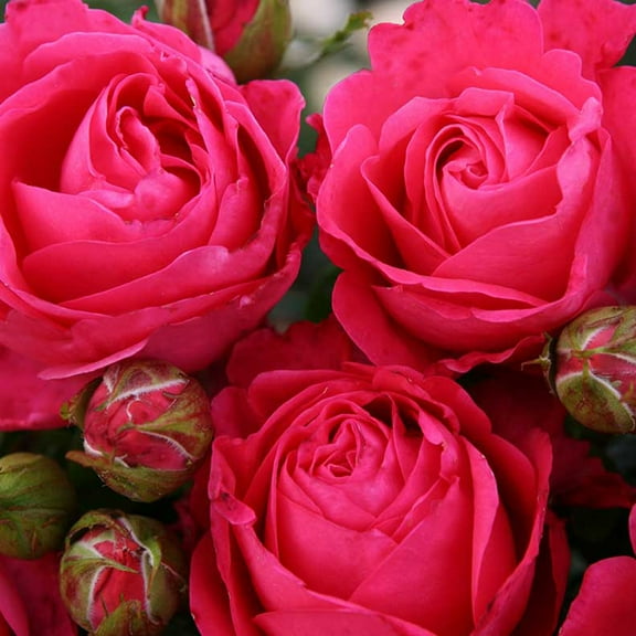 Heirloom Roses Rose Plant - The Eleganza Fiji Rose Bush , Live Hybrid Tea Plants For Outdoors , One Gallon Own Root Bushes For Planting , Potted Outdoor Cherry Red Pink Flowers