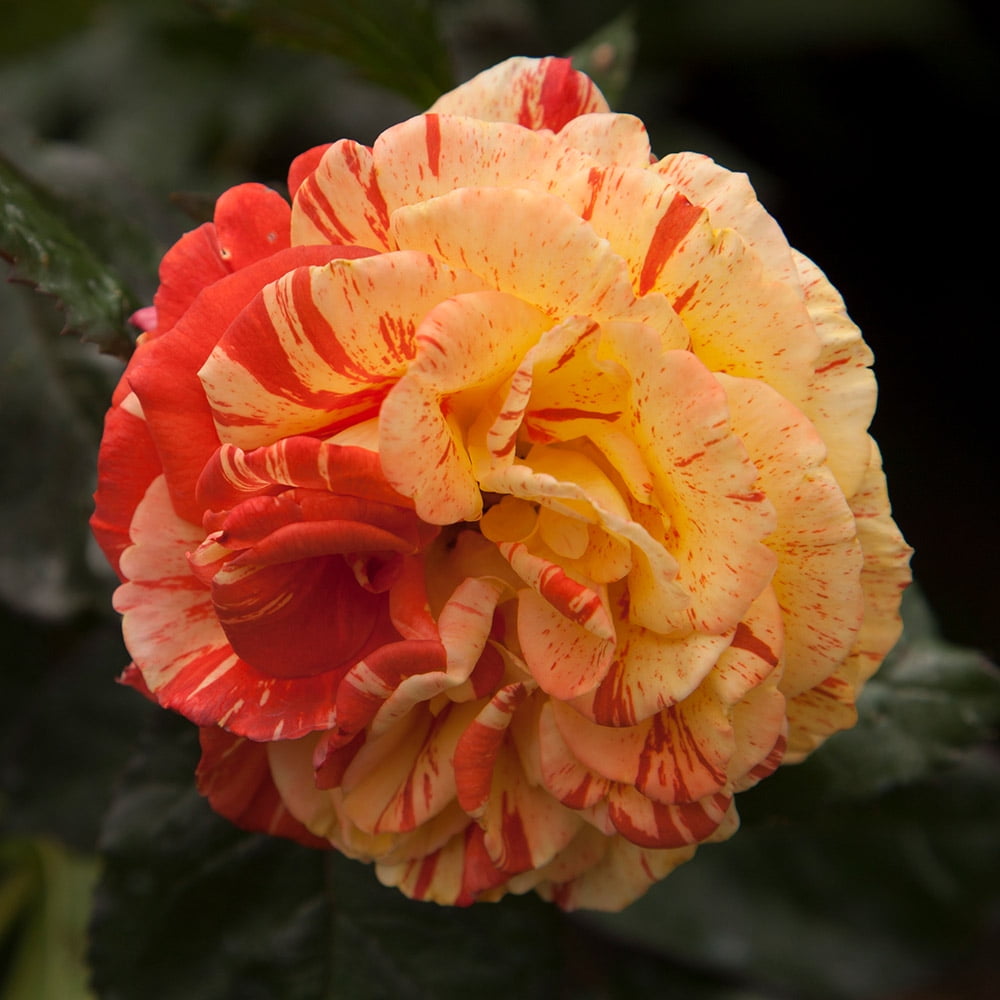 Heirloom Roses Rose Plant The Oranges 'n' Lemons Shrub Rose Bush , Live Potted Outdoor Rose