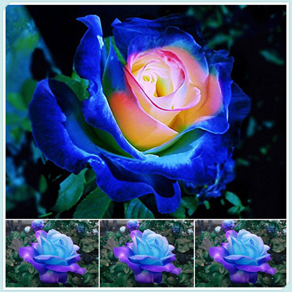 Heirloom Roses Rose Plants, Romantic, Live Plants for Outdoor Planting