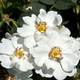 thumbnail image 1 of Heirloom Roses - Rose Rugosa Alba Plena Rose Bush, 1 of 1