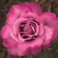 thumbnail image 1 of Heirloom Roses - Royal Amethyst™ Hybrid Tea Rose Bush - Lavendar Live Plant, 1 of 1