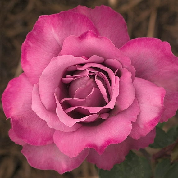 Heirloom Roses - Royal Amethyst™ Hybrid Tea Rose Bush - Lavendar Live Plant