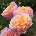 thumbnail image 1 of Heirloom Roses - Ruth Clements Shrub Rose Plant - Fragrant Rose Bush, 1 of 3
