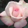 thumbnail image 1 of Heirloom Roses - Sheer Bliss Hybrid Tea Rose Plant, 1 of 2