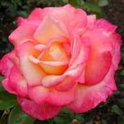 Heirloom Roses - Sheilas Perfume Floribunda Rose Plant