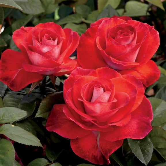 Heirloom Roses - Smokin Hot Hybrid Tea Rose Plant , Repeat Blooming Live Rose Bush