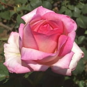 Heirloom Roses - Star-Crossed Lovers Hybrid Tea Rose Bush - Flowers For Garden