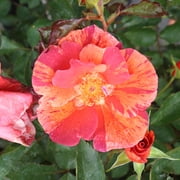 Heirloom Roses - Tawny Tiger Floribunda Rose Bush