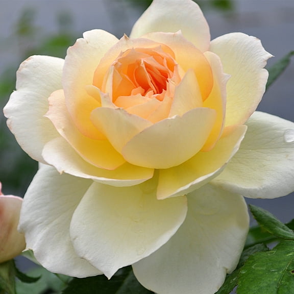 Heirloom Roses - Tchaikovski Shrub Rose Plant