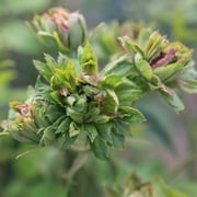Heirloom Roses - The Green Rose China Rose Bush - Easy Plant For Planting Green Rose Plants
