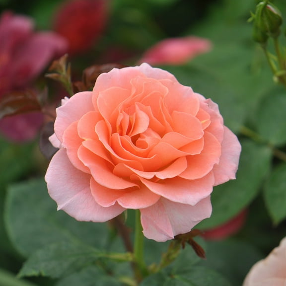 Heirloom Roses The Jump For Joy Floribunda Rose Bush Live Plants
