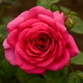 thumbnail image 1 of Heirloom Roses - Tower Bridge™ English Legend Roses - Red Rose Plant, 1 of 4