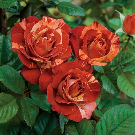 Heirloom Roses - Tropical Lightning Climbing Rose Bush