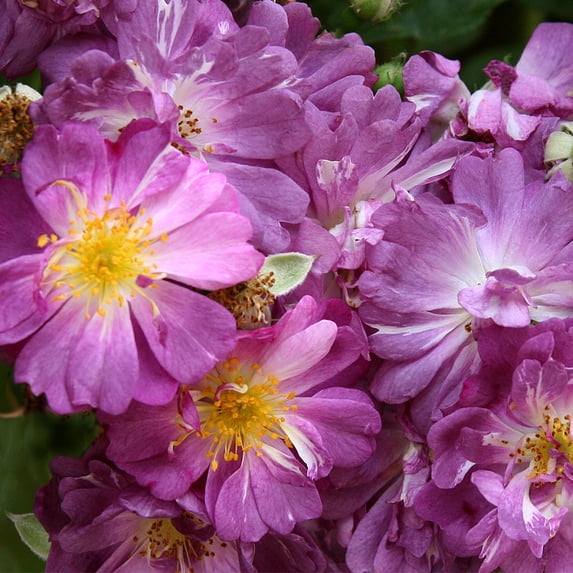 Heirloom Roses - Veilchenblau Rambling Rose Rose Bush