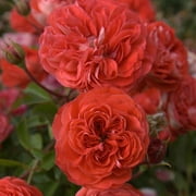 Heirloom Roses - Veranda Brilliant Floribunda Rose Plant - One Gallon Orange Rose Bush For Planting