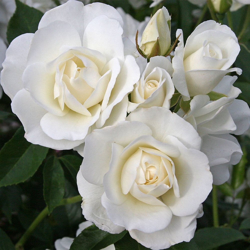 Heirloom Roses White Climbing Rose - Iceberg® Shrub Rose, Rose Plants ...