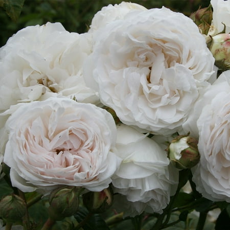 Heirloom Roses White Climbing Rose - Long John Silver Rose Plant , Own-Root Rose For Planting Outdoors
