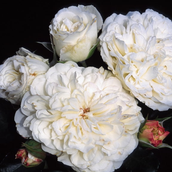 Heirloom Roses - White Meidiland® Landscape Rose Bush