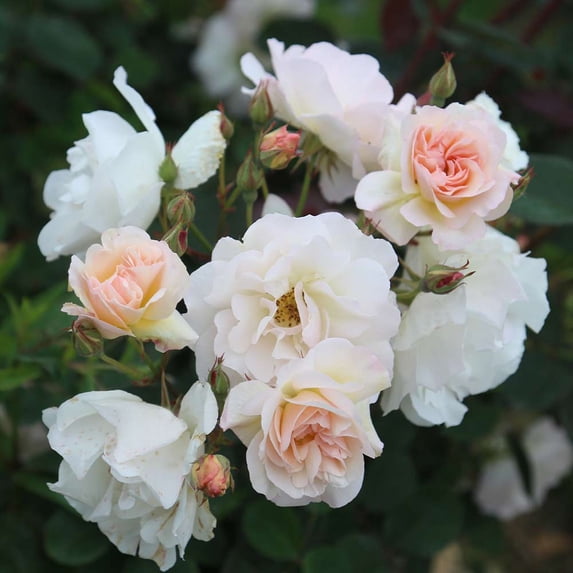 Heirloom Roses White Rose Plant - Penelope Hybrid Musk Rose Bush