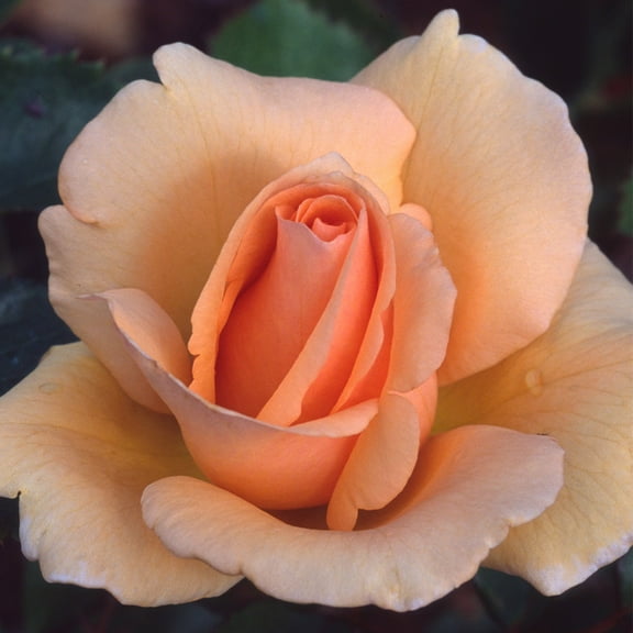 Heirloom Roses - Winter Sunset Hardy Rose Plant - Orange Rose Plants