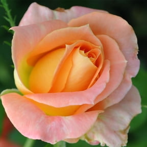 Heirloom Roses - Yankee Doodle Hybrid Tea Rose Bush