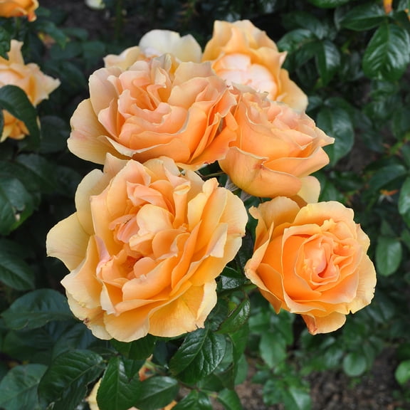 Heirloom Roses Yellow Rose Bush - Easy Going Shrub Rose - Live Plants For Outdoors