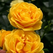 Heirloom Roses Yellow Rose Bush - Veranda® Sunbeam Floribunda Rose Plant - Live Plant For Garden