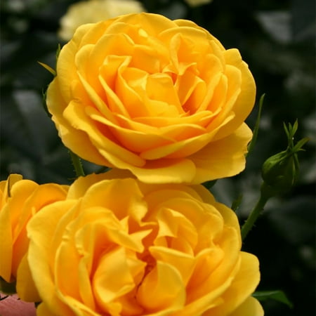 Heirloom Roses Yellow Rose Bush - Veranda® Sunbeam Floribunda Rose Plant - Live Plant For Garden