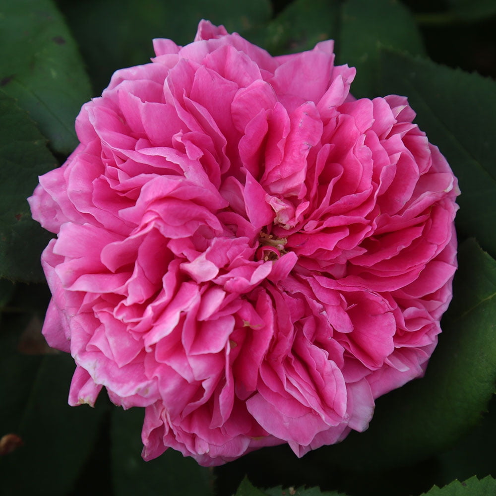 Heirloom Roses - Yolande de Aragon Hybrid Perpetuals Rose Plant