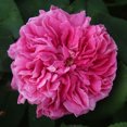 thumbnail image 1 of Heirloom Roses - Yolande de Aragon Hybrid Perpetuals Rose Plant, 1 of 3