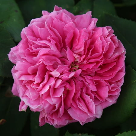 Heirloom Roses - Yolande de Aragon Hybrid Perpetuals Rose Plant