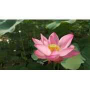 Serendipity Seeds 5 Heirloom/ Wild Indian Lotus Flower Seed